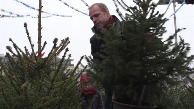 Nachhaltige Weihnachten: ‘Adoptiere den Weihnachtsbaum’