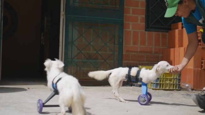 Gedruckte Pfoten: Diese Hunde laufen zum ersten Mal