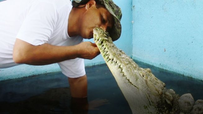 Niedlich? Krokodil mag Menschen, aber keine Artgenossen