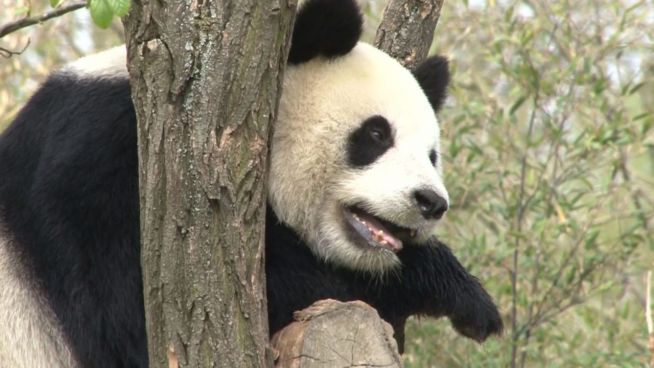 Tierische Neuigkeiten: Pandas sterben nicht aus